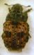 Anthribus fasciatus Forster, 1771.JPG