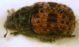 Anthribus fasciatus Forster, 1771 ..JPG