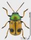 Cryptocephalus_laetus_ms.JPG