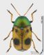 Cryptocephalus_laetus_fs.JPG