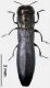 P spinipennis hembra FIN .jpg