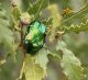 IMG_0863 Cetoniidae.jpg