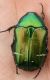 IMG_0870 Cetoniidae.jpg