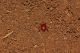 Chaetonyx_5010.JPG