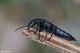 DSC_8798abpbase.jpg