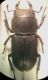 Dorcus parallelipipedus.jpg