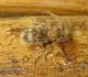 Parmena_pubescens_pubescens.JPG