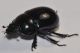 Geotrupidae - 16 mm -IS 20111017_002.jpg