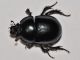 Geotrupidae - 16 mm -IS 20111017_003.jpg