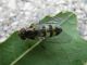 Melanostoma_Syrphidae_Orniello.jpg