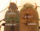 Confronto Amara Harpalus.jpg