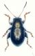 alticinorid.jpg