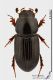 Aphodius_varius_s.JPG