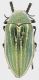 Julodis_nemethi_Oued_Issene_15-IV-2001_29mm_grey.jpg