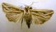 Mythimna (Hyphilare) l-album (Linnaeus, 1767)Noctuidae Hadeninae Leucaniini .JPG