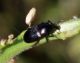 Aulacobaris negro.jpg