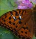 Argynnis_adippe_M_FEI_clido.jpg