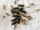 Melitaea_phoebe_muta_larve.jpg