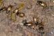 Aphodius_IMG_9999.jpg