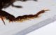 Pterostichus_L1.JPG