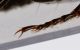 Pterostichus_L2.JPG