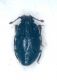 Plegaderus ventrale.jpg