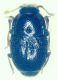 Eubrachium dorsale.jpg