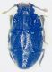 Eubrachium ventrale.jpg