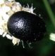 Chrysolina 1.jpg