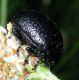 Chrysolina 2.jpg