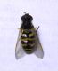 DSCN1924 - Copia.JPG