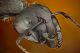 camponotus_1_1000.jpg