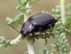 Chrysolina fuliginosa 1.jpg