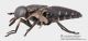 Tabanidae_cf_Hybomitra_sp_lato_sx_FEI_clido.jpg