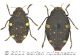 Polybothris auropictawtmk.jpg