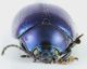 Chrysolina_Monterano_grey.jpg