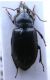 Harp punctatostriatus.JPG