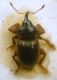 Melaleucus spoliatus.JPG
