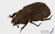 Aesalus_scarabaeoides_mls.JPG