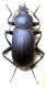 Helops insignis.jpg