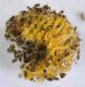 Larva_Attelabus.jpg