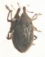 Larinus.jpg