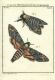 Papilionum 1.jpg