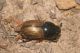Aphodius foetidus. RNO Monte San Calogero - Piano Santa Maria (PA). 2 XI 2011 (5).jpg
