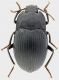 Tenebrionidae_Cameroun_Mbalmayo_X-1999_14,5mm_grey.jpg