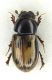 Aphodidae sp.- mm. 4,5 -  Alberoni 2 aprile 2011 a.jpg