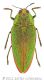 Sterapis squamosawtmk.jpg