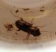 Notiophilus sp. 2.jpg