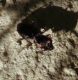 Notiophilus sp. 3.jpg
