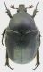 Protaetia_sardea_Dolianova_20-VII-2011_19mm.jpg